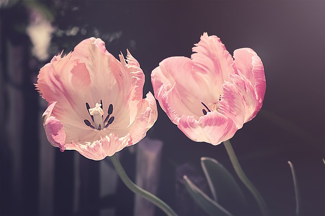 Two light-colored tulips in relief against a non-distinct background
